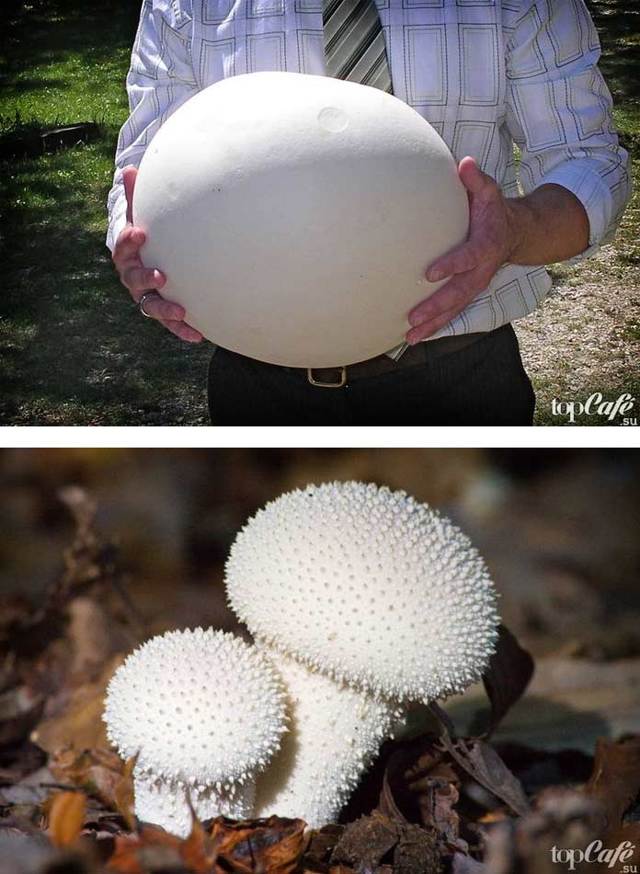 Какой самый редкий гриб в мире