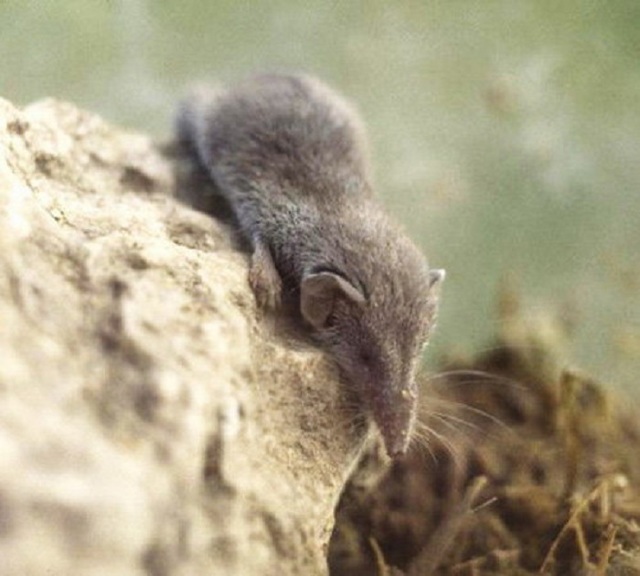 Какое самое маленькое млекопитающее на земле?