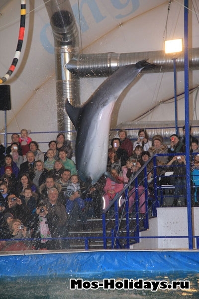 Самый большой дельфинарий в москве, где он находится
