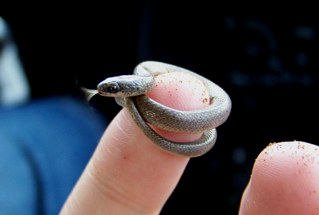 Самые маленькие змеи в мире: список лидеров
