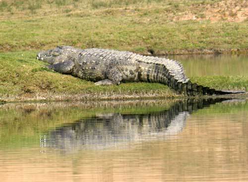 Самые большие и длинные крокодилы современности и прошлого