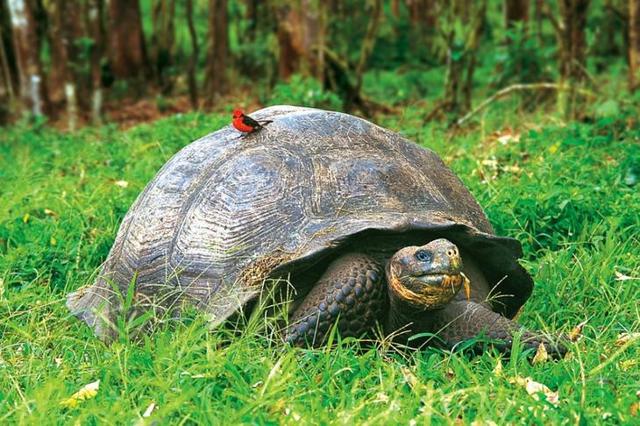 Самая старая черепаха в мире: сколько ей лет, где она живет